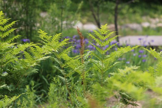 고비. 허태임 제공