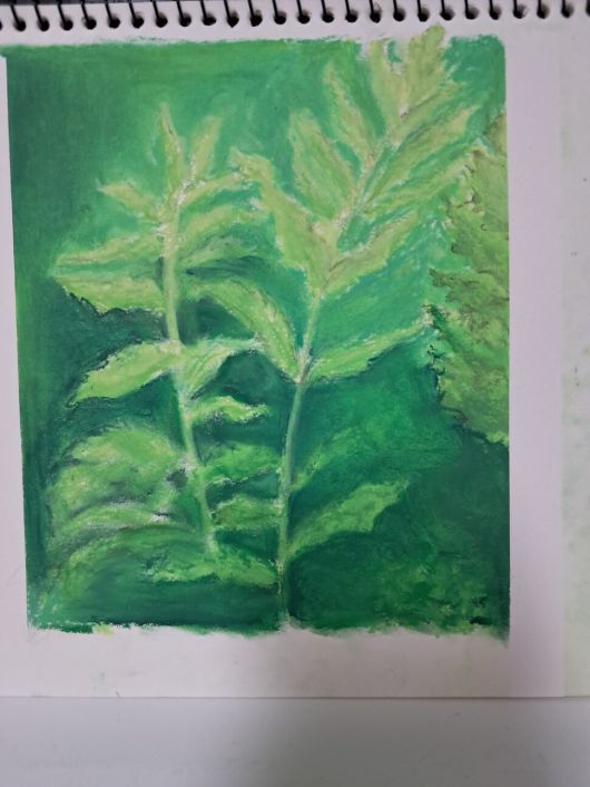 고사리. 일러스트레이션 차지우.