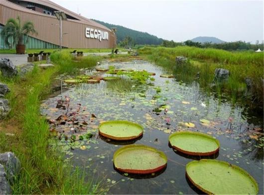 충남 서천 국립생태원 내 수생식물원. 금개구리 서식지 전경. 국립생태원 제공