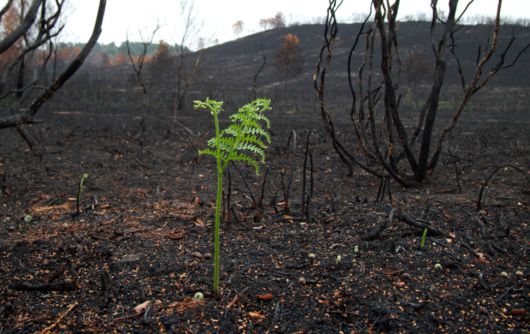 양치식물은 산불이 지나가고 난 자리에 서둘러 초록의 생기를 불어넣는다. 땅속 깊이 뿌리를 내리기 때문에 불길이 닿지 않은 뿌리줄기에서 다시 싹을 낼 수 있고, 몸집을 빠르게 키워 포자를 퍼뜨리는 방식으로 군락을 이뤄 망가진 땅이 더 다양한 생명을 품을 수 있도록 이끈다. 아네카트린 푸르키스 제공
