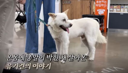 동물단체 ‘도그어스플래닛’은 백구 ‘귀동이’의 해외입양을 진행하다가 건강검진 과정에서 몸속에 수십 여개의 총알 파편을 발견했다. 유튜브 갈무리