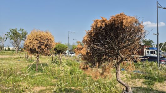 애초 충북도 울타리였던 향나무가 관리 부실로 고사해간다. 오윤주 기자