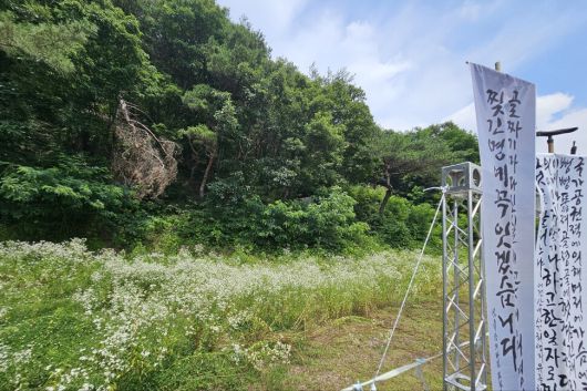 27일 오전 ‘산내골령골학살희생자 합동위령제’가 진행된 대전 동구 낭월동 골령골에 하얀 들국화가 가득 피어있다. 최예린 기자