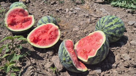 3일 제주시 애월읍 신엄리의 수박밭에 상품성 없는 수박이 버려져 있다. 서보미 기자