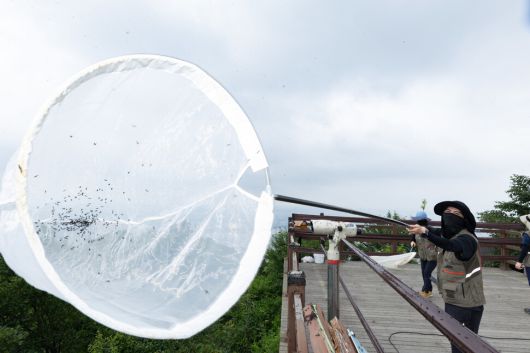 환경부와 소속기관 직원들이 4일 인천 계양산에 대발생한 러브버그를 제거하기 위해 방제 작업을 하고 있다. 환경부 제공