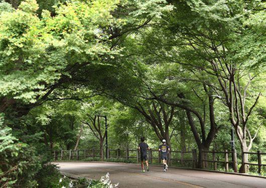 폭염이 쏟아져도 끄떡없는 곳이 숲이다. 하늘을 가리다시피 한 나뭇가지와 잎들이 더위를 막아준다. 남산둘레길도 마찬가지. 이른 아침에 달리기에 나선 이들이 한둘이 아니다. 박미향 기자