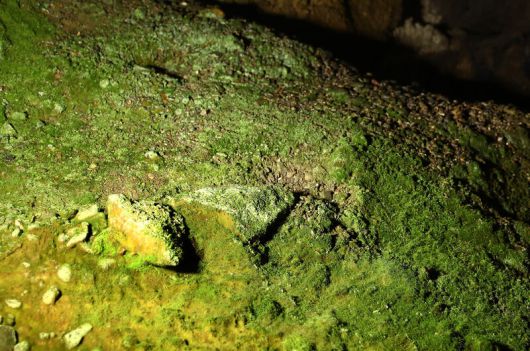 여행객이 만져 훼손된 환선굴의 암석들. 이끼가 폈다. 박미향 기자