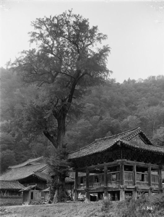 금강산 장안사. 어니스트 헨리 윌슨/국립수목원 제공