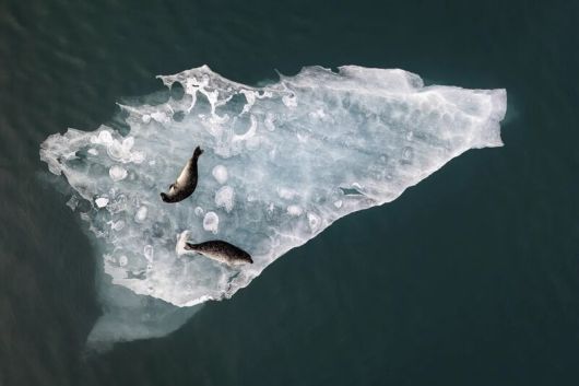 ‘얼음 위에서’(Above the Ice)라는 제목의 이 사진은 아이슬란드 남부 요쿨살롱 빙하호수에 떠 있는 얼음판 위에서 두 마리의 물개가 쉬고 있는 모습을 담았다. Fabien Guittard/The Inaugural International Aerial Photographer of the Year