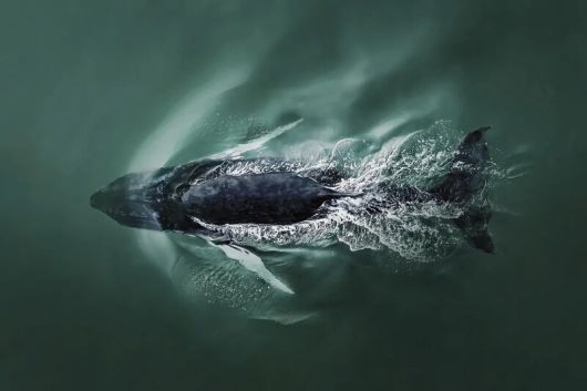다이빙(Diving)이라는 제목의 이 사진은 혹등고래가 뉴욕 사우샘프턴 해안에서 150m 떨어진 곳에서 숨을 쉰 후 잠수하는 순간을 포착했다. Joanna Steidle / The Inaugural International Aerial Photographer of the Year