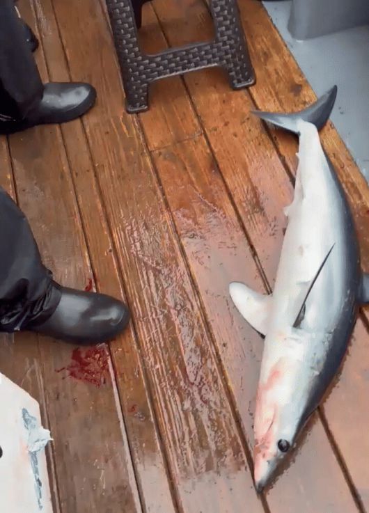 고성에서 잡힌 청상아리 모습. 속초해양경찰서 제공