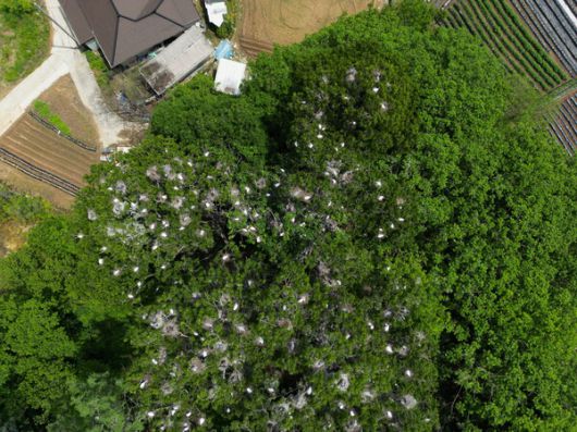 강원도 원주시 호저면 중방마을 주위에 집단서식지를 형성하고 있는 백로류 모습. 이승현 무위당학교 숲학교장 제공