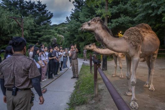 생태형 사파리 로스트밸리를 도보로 탐험할 수 있는 \'썸머 선셋 어드벤처\' 프로그램. 에버랜드 제공