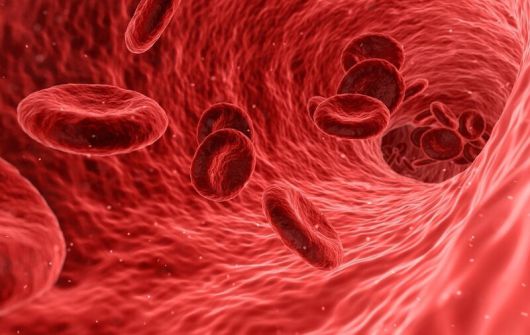 가장 극적인 변화는 호흡을 통해 산소를 공급받은 혈액을 심장에서 온몸으로 퍼뜨려주는 대동맥에서 발견됐다. 픽사베이