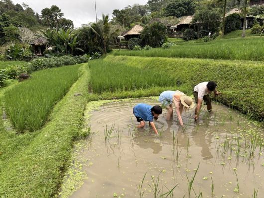 ‘만다파 리츠칼튼 리저브’ 앞에 있는 계단식 논에서 피를 뽑으며 체험 프로그램에 참여하고 있는 어린이와 가족들. 김은형 선임기자
