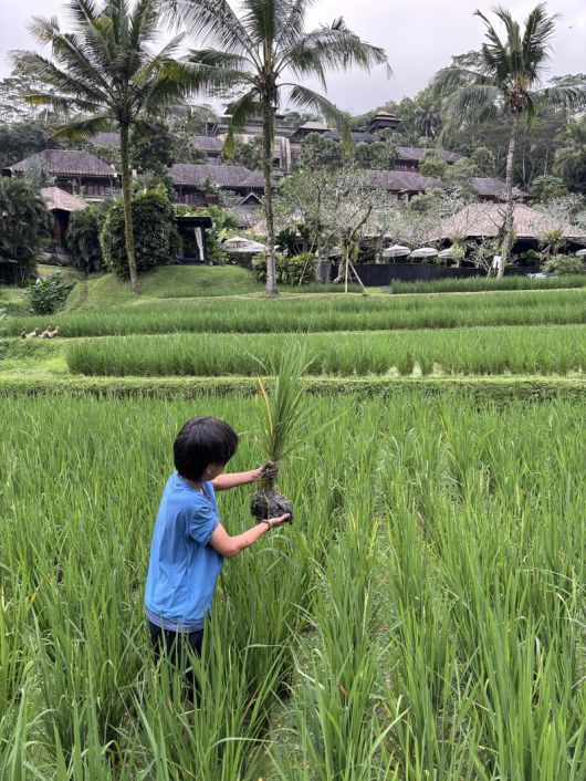 ‘만다파 리츠칼튼 리저브’ 앞에 있는 계단식 논에서 피를 뽑으며 체험 프로그램에 참여하고 있는 어린이. 김은형 선임기자