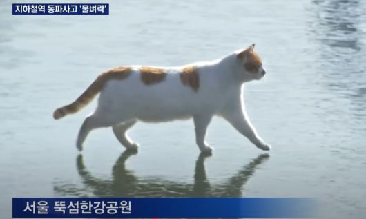 엠비엔(MBN) 유튜브 갈무리