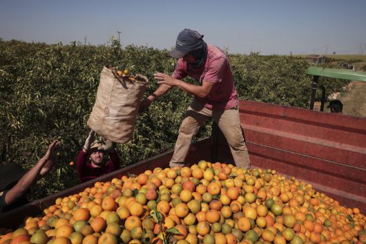 지난달 16일 브라질 상파울루주에 있는 한 농장에서 수확한 오렌지를 근로자들이 트럭에 싣고 있다. AP연합뉴스
