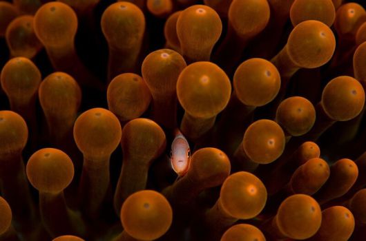 날 좀 보소! 말미잘 촉수에 숨은 흰동가리. Reiko Takahashi | Big picture