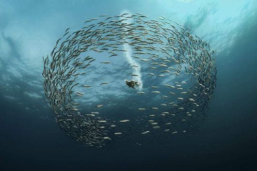 2024년 빅픽처 인기상 ‘사냥하는 케이프 가넷’. 바닷새 가넷이 먹잇감을 찾아 바닷속 정어리떼로 뛰어드는 순간을 포착한 사진이다. Wayne Lai | Big picture