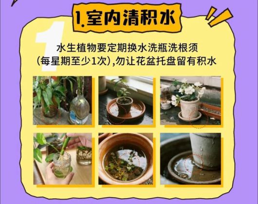 치쿤구니야열 확진자가 늘자 중국 광둥성질병예방통제센터는 모기가 서식할 수 있는 실내 화분의 물고임도 예방하라고 안내했다. 광둥성질병예방통제센터 웨이신 갈무리