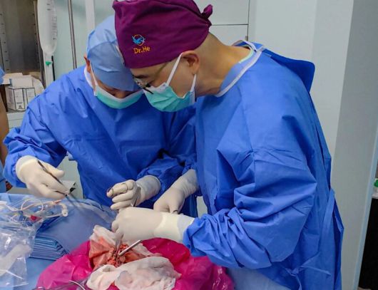 중국 광저우의대 연구진이 유전자 편집 돼지의 왼쪽 폐를 뇌사자에게 이식하고 있다. 네이처 메디신(2025)