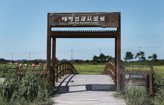 태평염생식물원엔 걷기 편한 나무 데크 길이 조성돼 있다. 박미향 기자