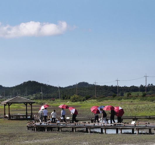 태평염생식물원엔 걷기 편한 나무 데크 길이 조성돼 있다. 박미향 기자