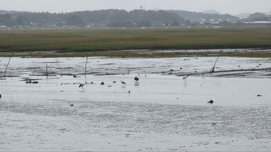 지난 12일 수라갯벌을 찾은 황새들의 모습. 오 단장은 “새만금신공항 건설 계획 취소 판결로, 황새들도 평화를 찾았다”며 사진을 공유했다. 오동필 제공