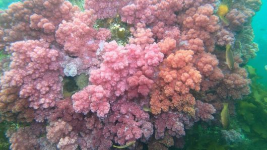‘바다의 꽃’이라 불리는 산호. 형형색색의 아름다운 모습이다. 해양시민과학센터 파란 제공