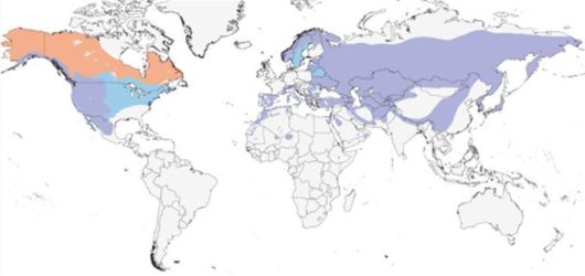 검독수리는 유럽, 아시아, 북아메리카 등 북반구에 분포한다. 검독수리 분포 지도. 국립생태원 제공