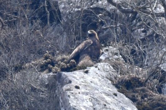지난 5월 제주도 한라산 북쪽 인근에서 발견된 멸종위기 야생생물 1급 검독수리 수컷 성조. 국립생태원 제공