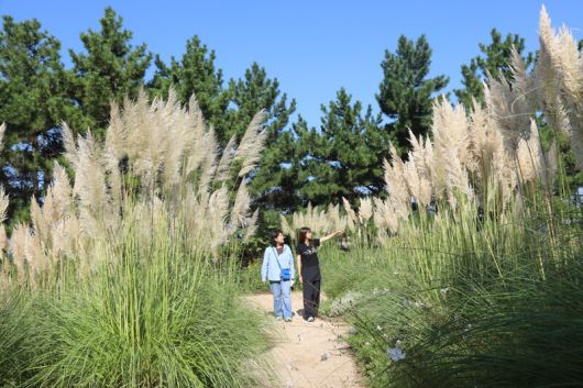 천리포수목원 어린이정원에 가득 핀 팜파스그라스 사이를 탐방객이 거닐고 있다. 천리포수목원 제공