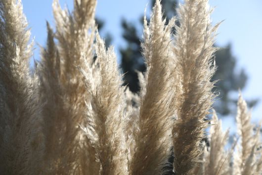 팜파스그라스 꽃차례를 가까이에서 바라본 모습. 천리포수목원 제공
