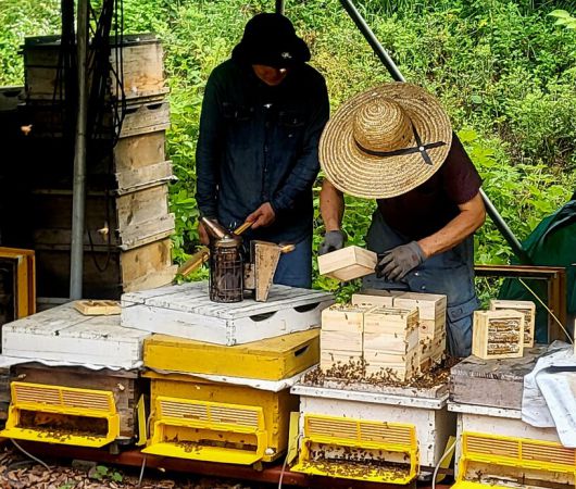영월의료원 분만센터에서 아내 티엔탄씨와 아기가 퇴원(7월2일)한 이튿날 남편 강태경(가명·왼쪽)씨가 양봉장에서 아버지와 벌통을 돌보고 있다. 이문영 기자