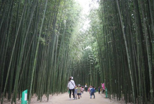 울산 십리대숲 풍경. 한겨레 자료 사진
