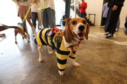 제2회 실험 비글 입양제가 열린 11일 오후 서울 중구의 행사장에서 사동이가 카메라를 바라보고 있다. 김영원 기자 forever@hani.co.kr