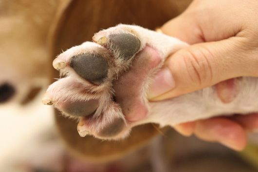 제2회 실험 비글 입양제가 열린 11일 오후 서울 중구의 행사장에서 참석자가 사동이의 분홍색 발바닥을 만지고 있다. 김영원 기자 forever@hani.co.kr