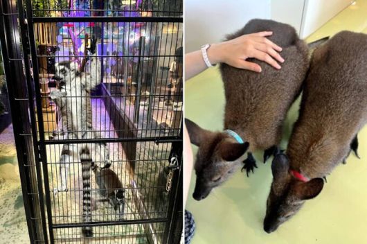 정부 ‘동물원 관리·사육 표준 매뉴얼’에는 야외 방사장을 갖추라고 되어 있는 알락꼬리여우원숭이(왼쪽)가 사육장 안에 전시되고 있다. 관람 공간에 방사되어 수시로 만지기 체험이 가능한 왈라비. 어웨어 제공