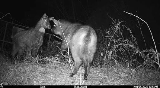 산양의 최남단 서식지인 울진군에 설치된 무인센서 카메라에 촬영된 산양의 모습. 물을 마실 수 있는 불영계곡이 인근이지만 ASF울타리로 통로가 막혀있다. 녹색연합 제공