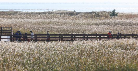 포근한 날씨를 보인 지난 6일 오후 부산 사하구 다대포해수욕장 옆 생태 탐방로인 ‘고우니 생태길’에 황금빛 갈대밭이 펼쳐져 탐방객들의 눈길을 사로잡고 있다. 연합뉴스