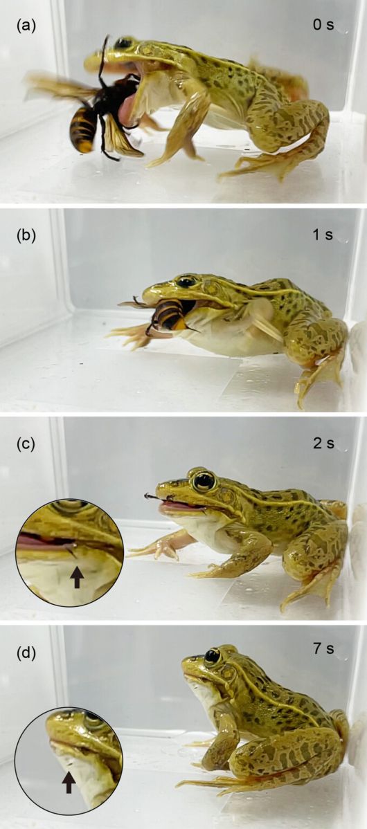 개구리는 말벌 포식 과정에서 반복적으로 침에 쏘였음에도 불구하고 성공적으로 말벌을 잡아먹었다. 스기우라 신지/에코스피어 제공