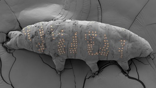 네이처가 뽑은 올해의 과학사진 ‘얼음 잉크’. Z. Yang et al. Nano Lett. 15 , 6168–6175(2025)