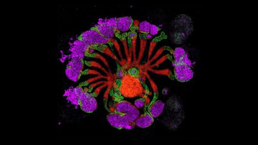 네이처가 뽑은 올해의 과학사진 ‘가짜 신장’. Pedro Medina/Li Lab