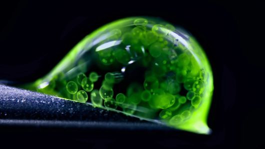 네이처가 뽑은 올해의 과학사진 ‘녹색 삶’. 5배율. Jan Rosenboom/Nikon Small World