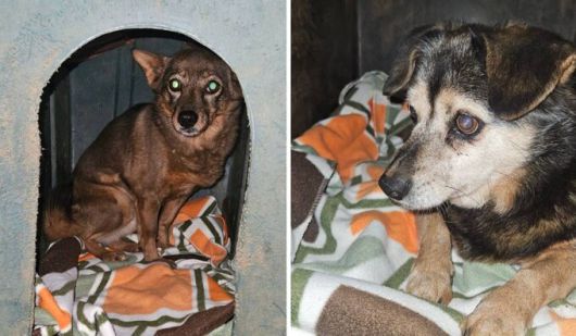 교도소 및 구치소에서 사용되던 낡은 담요가 유기동물보호소의 동물들에게 전달됐다. 동물구조단체 팅커벨프로젝트의 황동열 대표는 “냉난방이 안 되는 야외 견사에 개들에겐 모포 한장도 큰 힘이 된다”고 말했다. 팅커벨프로젝트 제공