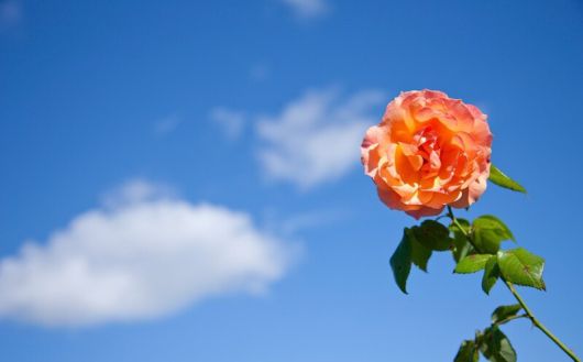 클립아트코리아