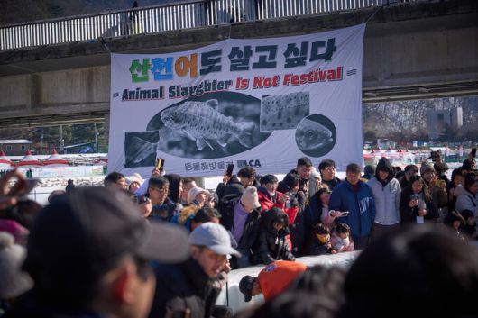 지난해 1월 동물해방물결 활동가들은 강원 화천 ‘산천어축제’ 체험장 인근 다리에서 ‘산천어도 살고 싶다’는 메시지가 담긴 현수막을 펼치는 퍼포먼스를 벌였다. 동물해방물결 제공