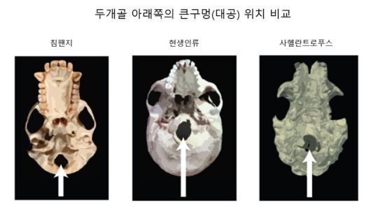 침팬지의 큰구멍(대공)은 두개골 뒤쪽, 현생인류는 두개골 앞쪽에 있다. 사헬란트로푸스는 침팬지보다 앞쪽에 있어 인류와 더 비슷한 형태다. 2013 Nature Education.