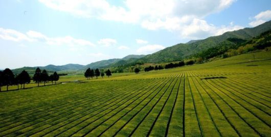 전남 보성의 차밭 전경. 전남 보성군 제공